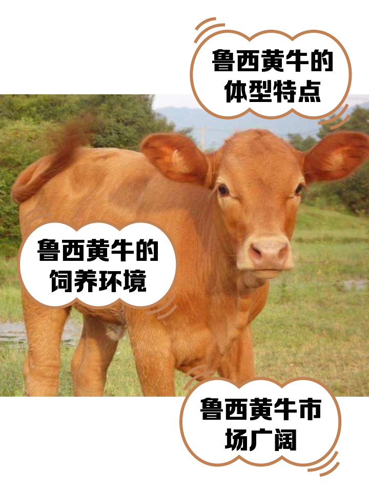 蚌埠最新医保取现黄牛方法分析(最方便真实的蚌埠医保取现黄牛怎么取方法)